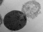 Nanometrik ölçekte ölüm: Antibakteriyellerin hücre duvarında açtıkları delikler ölçüldü