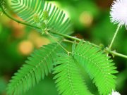 Bitkilerin uzun süreli bellekleri var