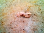 Sibirya’da eski bir çene kemiği keşfedildi