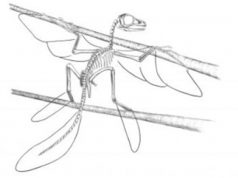 Kuşlar dinozorlardan evrimleşmedi mi?