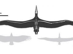 Yaşamış en büyük kuş