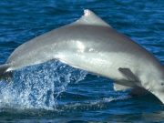 Nurtopu gibi bir türümüz oldu: “Avustralya kambur yunusu”