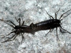 Soğuğa, genomunu küçülterek adapte olan Antarktika tatarcığı