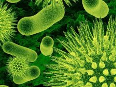 Bakteriler kanser hücrelerine “dur” diyebilir