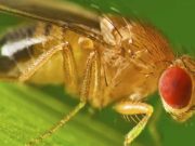 Sineklerin biyolojik saati mevsimlere ayarlı