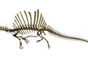 Suda yaşamış dev dinozor