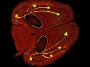 Biliminsanları farelerdeki özel anıları silmeyi başardı