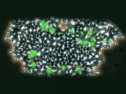 Tekhücrelilerden çokhücrelilere evrim laboratuvarda gözlendi!