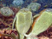 Yeryüzündeki ilk seks