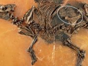 Hamile kısrak ve ceninin fosili