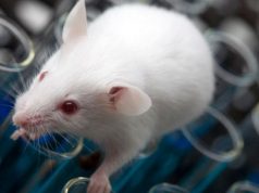 Yarı-insan beyinli “akıllı fare”