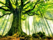 Ağaçlar birbiriyle iletişim kurar mı?