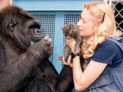 Maymunlar konuşmaya sanıldığından yakın