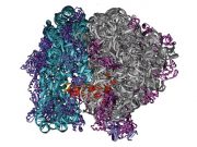 İlk yapay ribozom tasarlandı