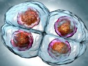 İnsan embriyosunun genetik başlangıcı ortaya çıkarıldı