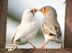 Aşkın evrimsel önemini kuşlar ortaya çıkarıyor