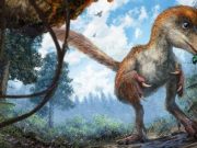 Kehribar içinde çok iyi korunmuş bir dinozor kuyruğu bulundu
