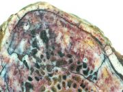Dinozorların proteinleri günümüze kadar gelebilmiş mi!