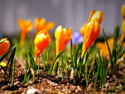 Türkiye’nin bitki haritası çıkarılıyor