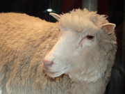 Türkiye’de ilk kopya sığır 2005’te doğacak