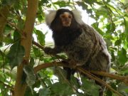 Yeni dünya maymununun genomu çıkarıldı