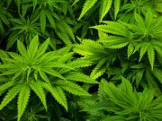 Esrarın uzun süreli kullanımının beyne etkileri