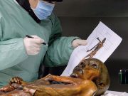 Buz Adam Ötzi aslında donarak mı öldü?
