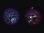 CRISPR ile insan embriyosunun ilk günlerine bakış