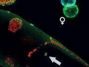 Kuşaklar arasında epigenetik: Genlerden daha fazlasını miras bırakıyoruz