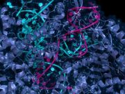 CRISPR gen düzenleme, beklenmedik yüzlerce mutasyona yol açabilir