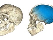 Fas’ta bulunan yeni fosiller, Homo sapiens’in tarihini 300.000 yıl öncesine çekti