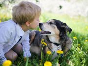 Köpekler ve insanların sosyal davranışları aynı genetik temele dayanıyor olabilir