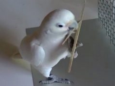 Papağanlar marangoz okulunda