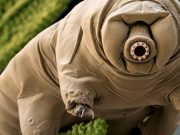 Dünyada “kıyametlerden” kurtulacak tek tür tardigrat olabilir
