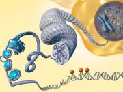 Epigenetik, hayati fonksiyonları nasıl düzenliyor?