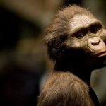 “Lucy” Exhibit To Open In Houston Amid Protests