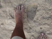 Homo erectus bizim gibi yürüyordu