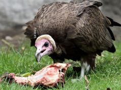 Diyet ve mide asiditesi arasındaki evrimsel bağlantı