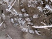 Çin’de bulunan 200’den fazla fosilleşmiş yumurta, pterosaurların nasıl ürediklerini gösteriyor
