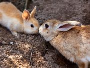 Armadillo ve tavşan genleri, hamileliğin nasıl evrildiğini ortaya çıkardı