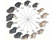 Darwin ispinozlarında evrimi şekillendiren gen bulundu