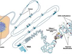100’den fazla doku ve hücrenin epigenomu haritalandı