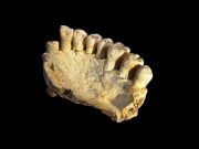 Keşfedilen çenekemiği, türümüzün Afrika’yı sanılandan 40.000 yıl önce terk ettiğini düşündürüyor
