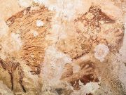 Sanatın kökeninin Avrupamerkezci yorumu yanlış: Endonezya mağara resimleri, Avrupa’dakiler kadar eski