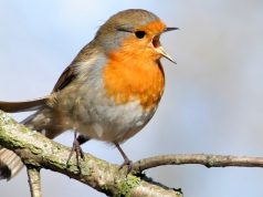 Kuşlar gibi şakıyoruz…