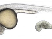 Kök hücrelerden organ geliştirmeye yaklaştık mı?