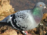 Güvercinler sınıflandırabiliyor