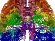 İlk kez bir memelinin nöral ağ haritası çıkarıldı