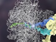 Aminoasitler, DNA veya RNA’ya gerek duymaksızın protein oluşturabiliyor