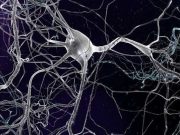 Kök hücre çalışmaları, bipolar mizaç bozukluğunu aydınlatıyor